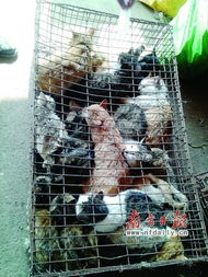 餐桌猫狗肉安全陷盲区，毒杀牲畜成监管漏洞