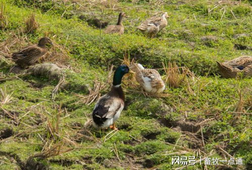 肉鸭场区与外界隔离及农副产品销售策略