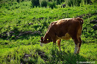 牲畜 农业生产的重要支柱