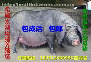 太湖母猪价格、厂家与供应商推荐 盐城市亭湖区南洋镇沂之水农产品经营部热卖中