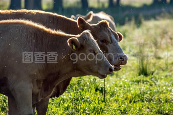 绿色草地上的奶牛 生态与畜牧的和谐共生