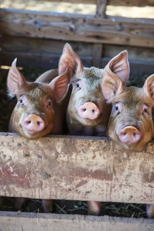 猪养殖与互联网文化的视觉传播 图片资源合法使用指南