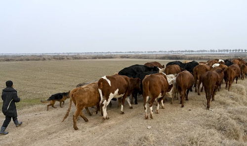 牧场增值新思路 黄河滩放养牲畜的互联网文化解读